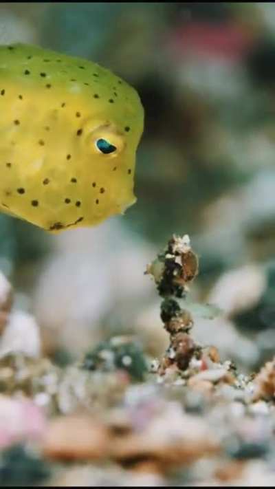 ? The yellow boxfish is a species of boxfish found in reefs throughout the Pacific Ocean and Indian Ocean as well as the southeastern Atlantic Ocean
