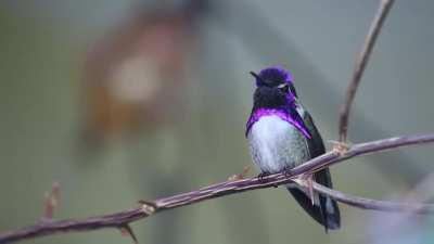 ? Costa's Hummingbird ?