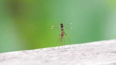 ? These Bugs actually T-Pose to assert dominance.
