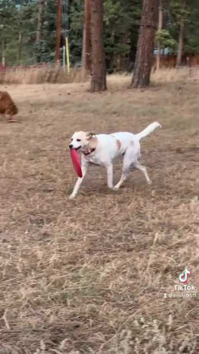 Made my first tiktok but since I have 0 followers I just had to share my fabulous boy somewhere