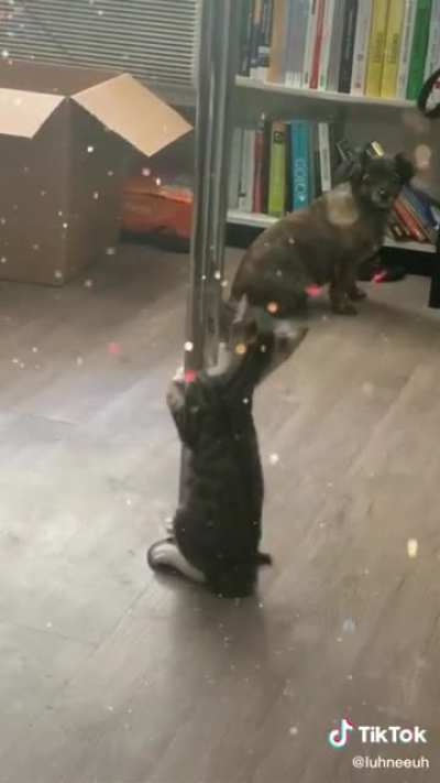 Little pole cat