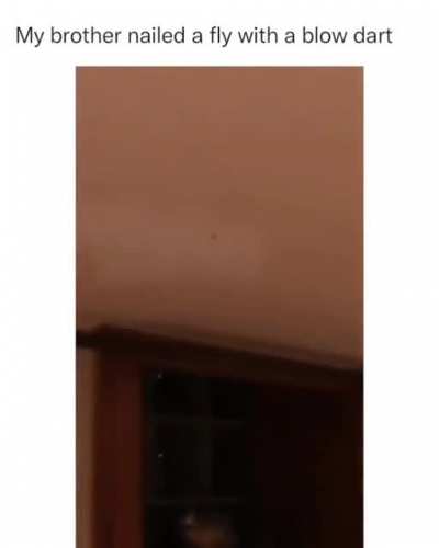 man nails a fly to the ceiling with an effing blow dart