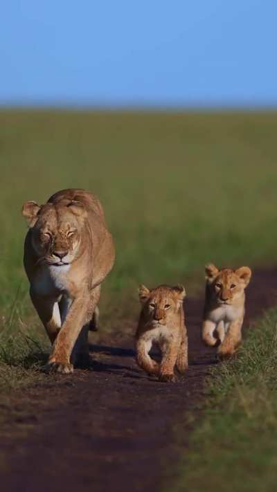 ? Two Lion cubs taking a walk with their mother
