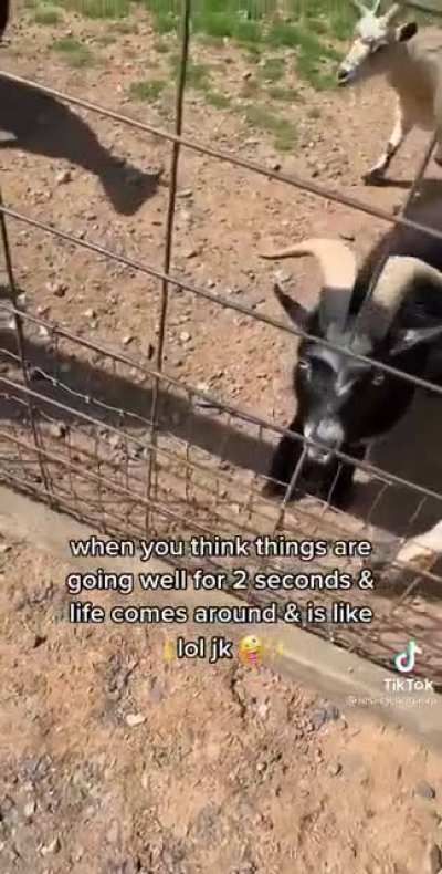 Poor little guy