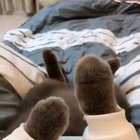 "Watch me dance with my paws." - Cat
