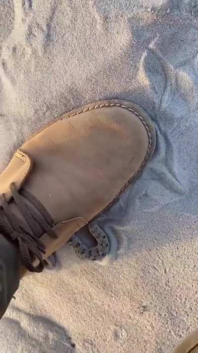 ? World's smallest adder, the Namaqua dwarf. Shoe for scale