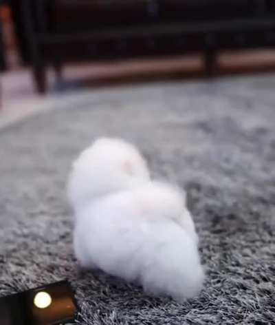 A teacup cloud ?