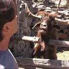 This GOAT is MAD ?