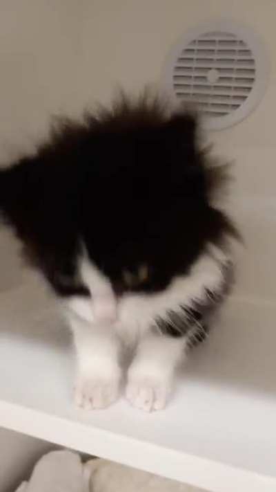 Lil kitten puff's last day at the shelter ❤