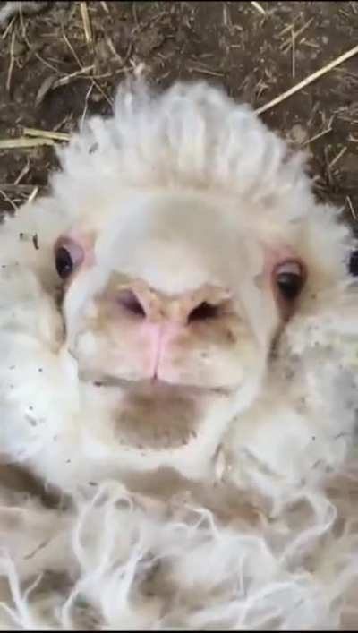A sheep says hello ?