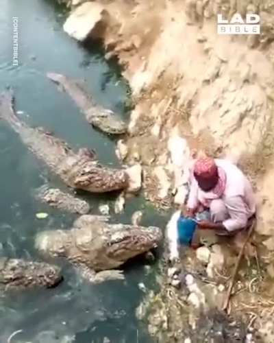 Feeding crocodiles like dogs