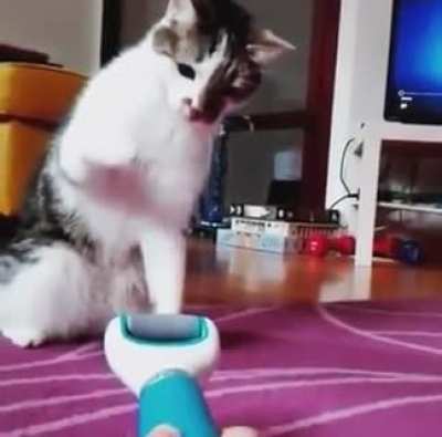 "What is this thing! It moves!"