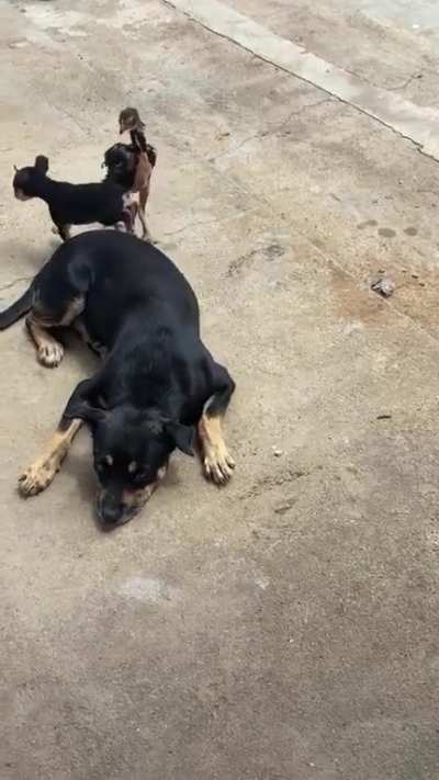 Unlikely playmate