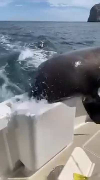 A very bold seal
