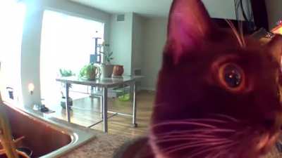 Kitty thinks owner is trapped in the speaker ?