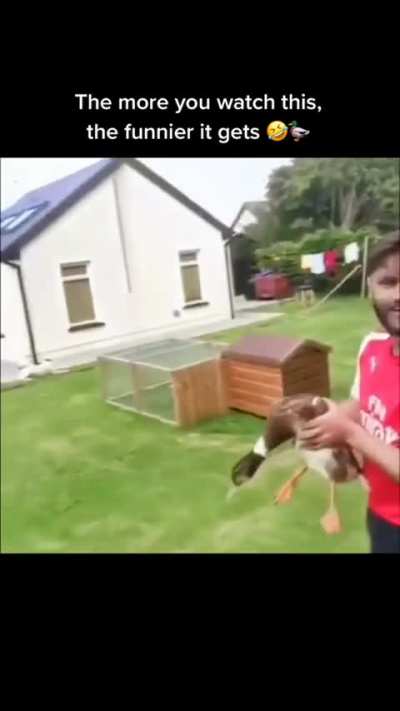 The duck