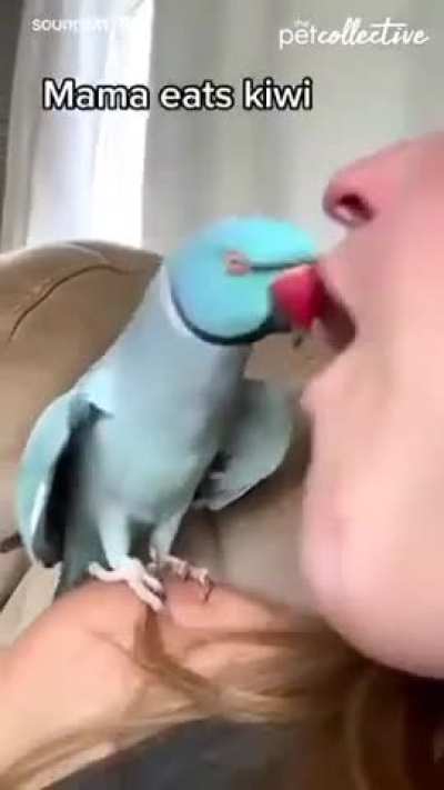 Parrot ? interacting with owner