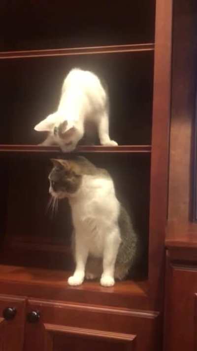 to play with the other cat