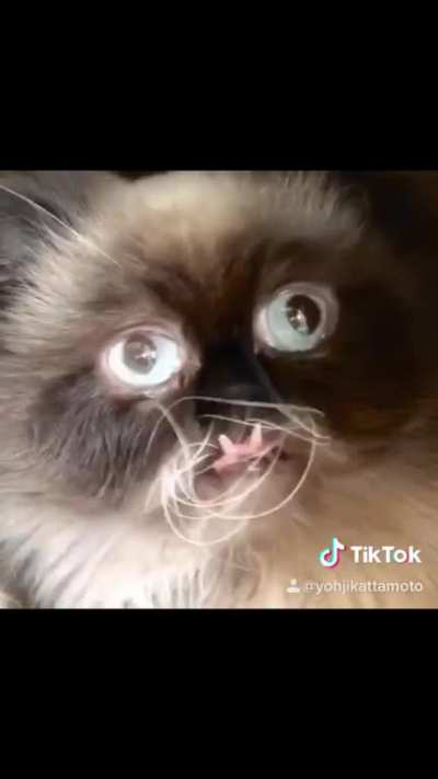 Himb is a derpy ball of floof, here to spread joy ❤️?