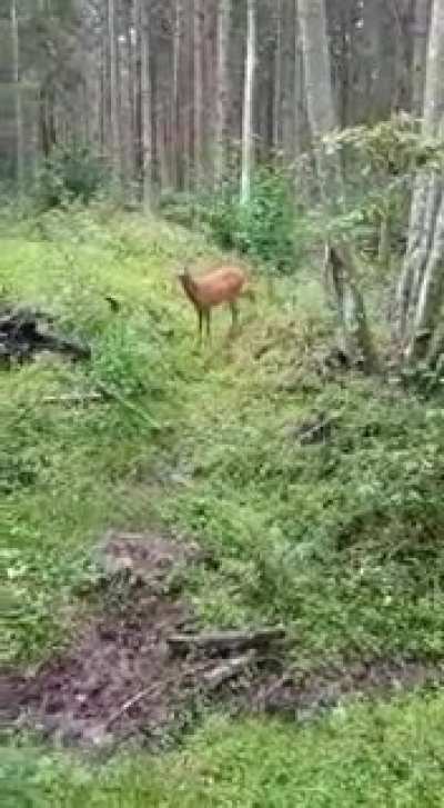 Offering mushroom to a deer.