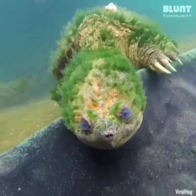 ? This turtle is estimated to be 90 years old!