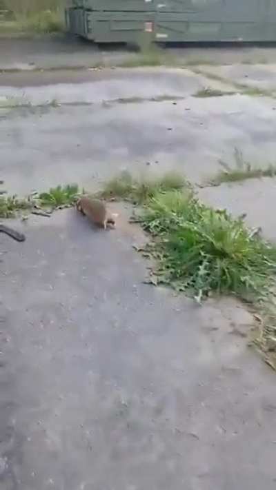 These Ukrainian soldiers barely survived this attack by a wild European hamster.