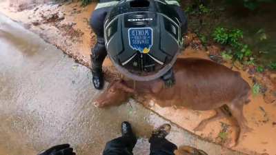Biker helps a cow stuck in mud