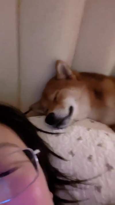 A dog was sleeping with humans.