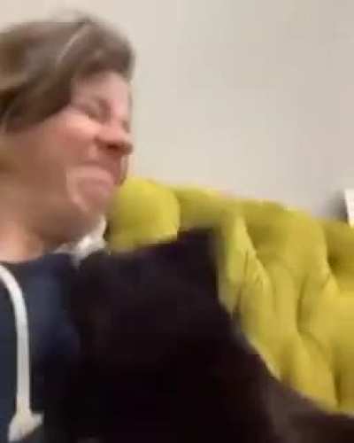 CAT ATTACK AHHHHHHHHH
