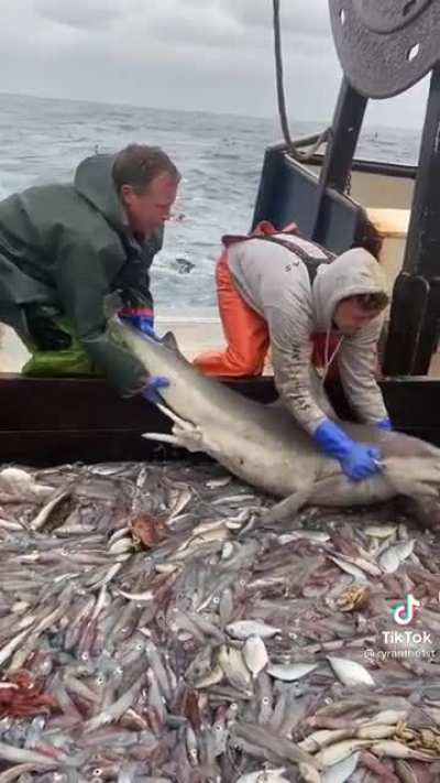 Hungry Shark do do do do do do do