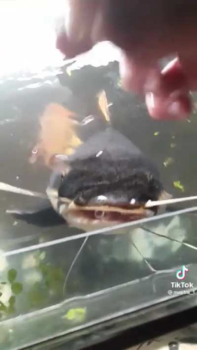 That's a weird looking dog