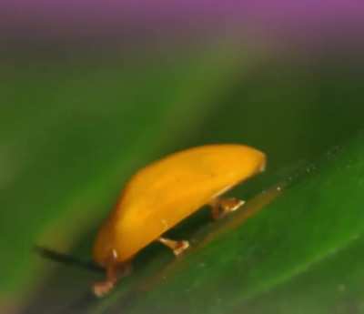 this cute beetle i found