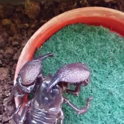 ? Scorpion cleaning its own claws