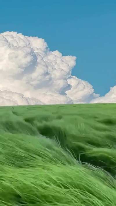 ? A field of grass on a windy day