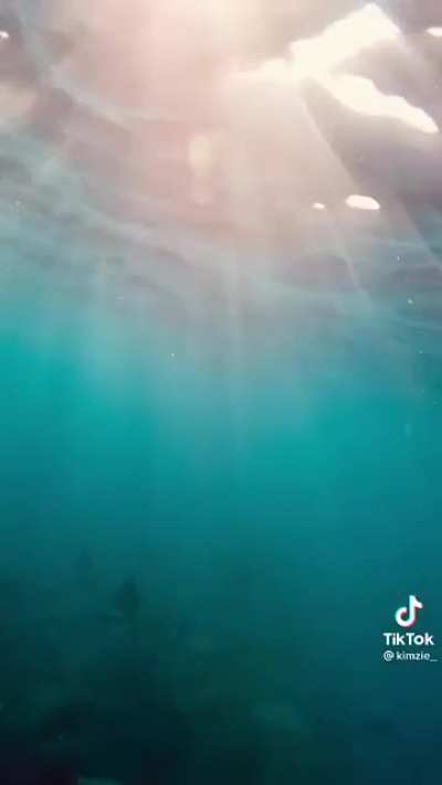 Swimming with Mobula rays
