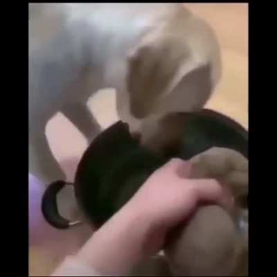 Hotdog