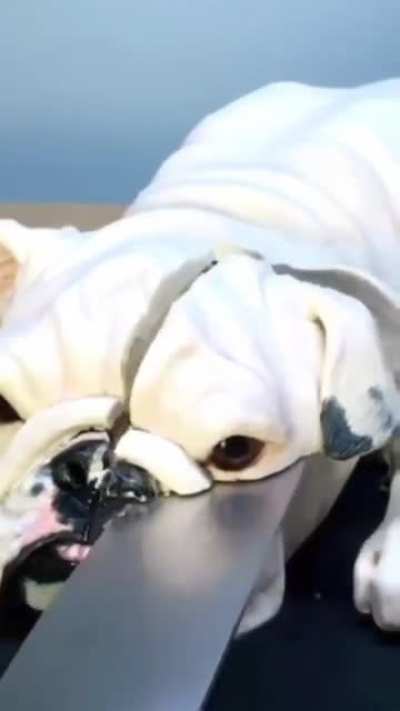 Doggo