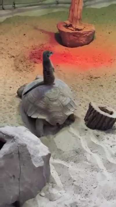 Timon and Roomba?