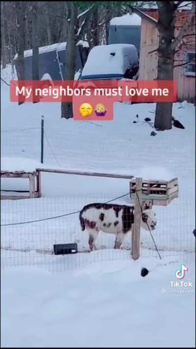 I neeeeed a donkey now ?