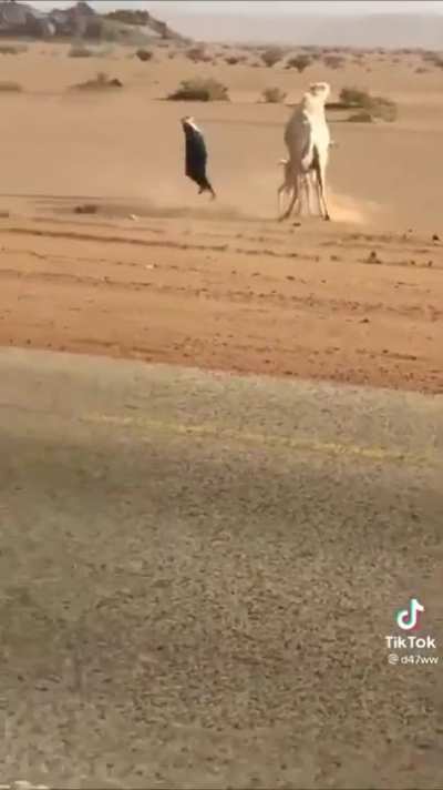 Using baby camel as bait to steer the mother away from the highway