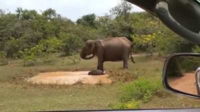 ? Mama Elephant stomps her feet to remove Crocodile from watering hole to protect her calf.