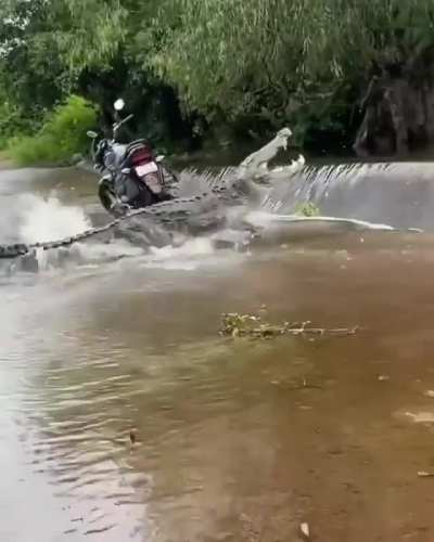 ? a croc trying to get upstream