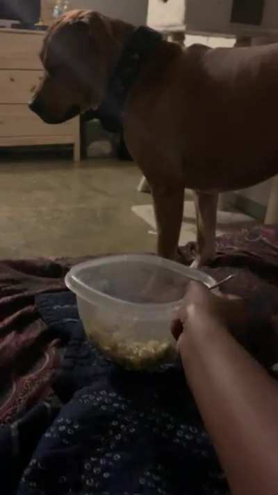 Why did he try to fight my food? My cooking can’t be that bad!! ?
