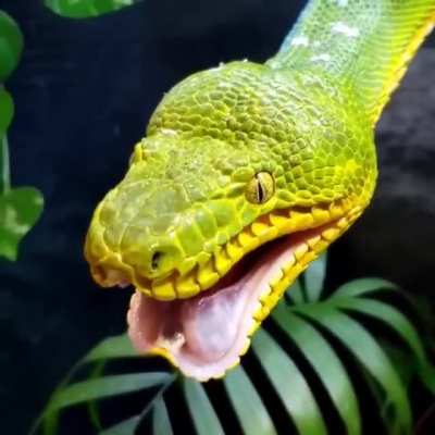 ? Sleepy snake