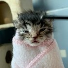 Spa day for my foster kitten, Sunshine!