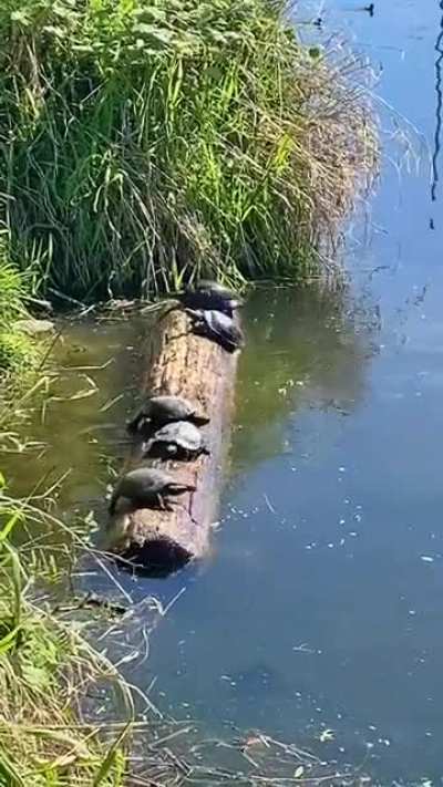 ?Turtles adjusting the center of balance to stay on the trunk?