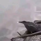 If a bird learns how to fish then he feeds himself for a lifetime..