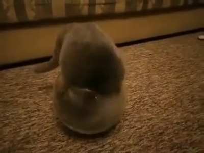 cats are liquid