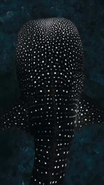 ? Whaleshark’s glowing spots caused by reflection of sunlight