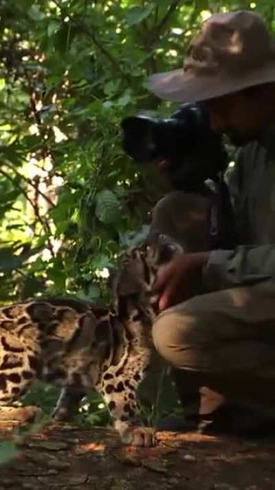 ? A clouded leopard casually approaches a wildlife photographe ?